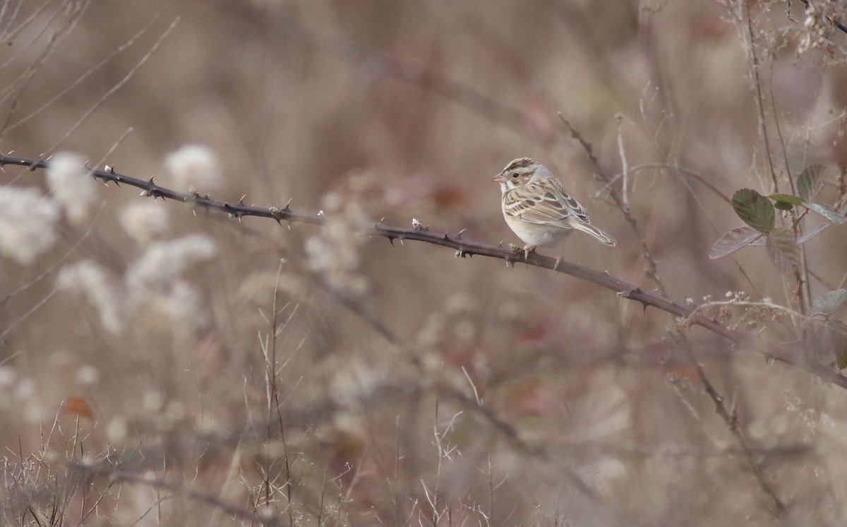 Clay-colored Sparrow - ML613132632