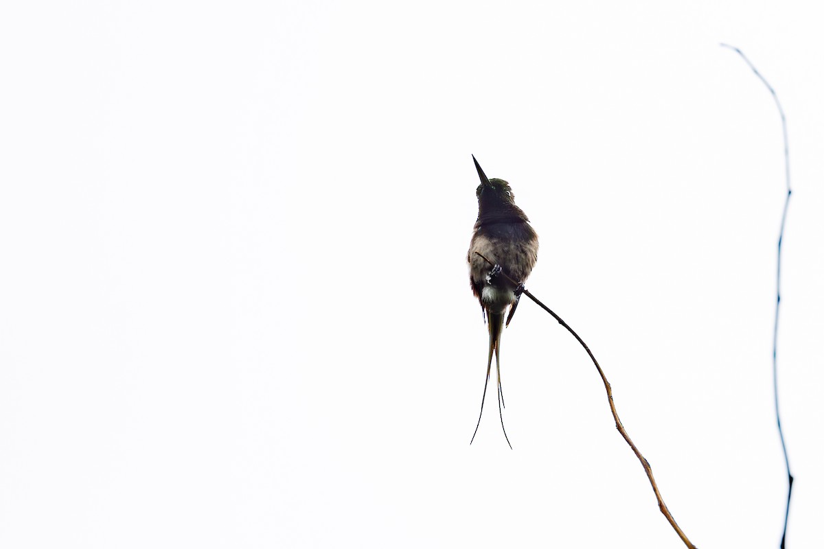 kolibřík nížinný - ML613132832