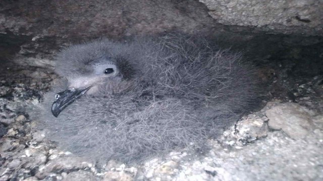 Chick in nest, 30 days old.&nbsp; - Markham's Storm-Petrel - 