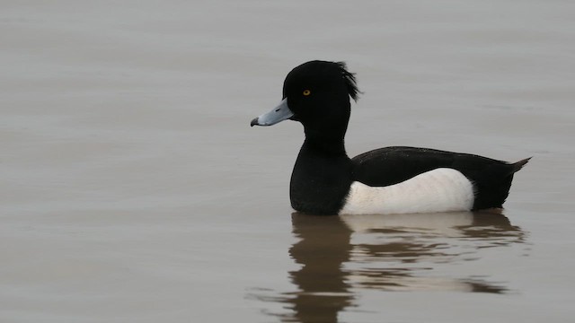 Tufted Duck - ML613133004
