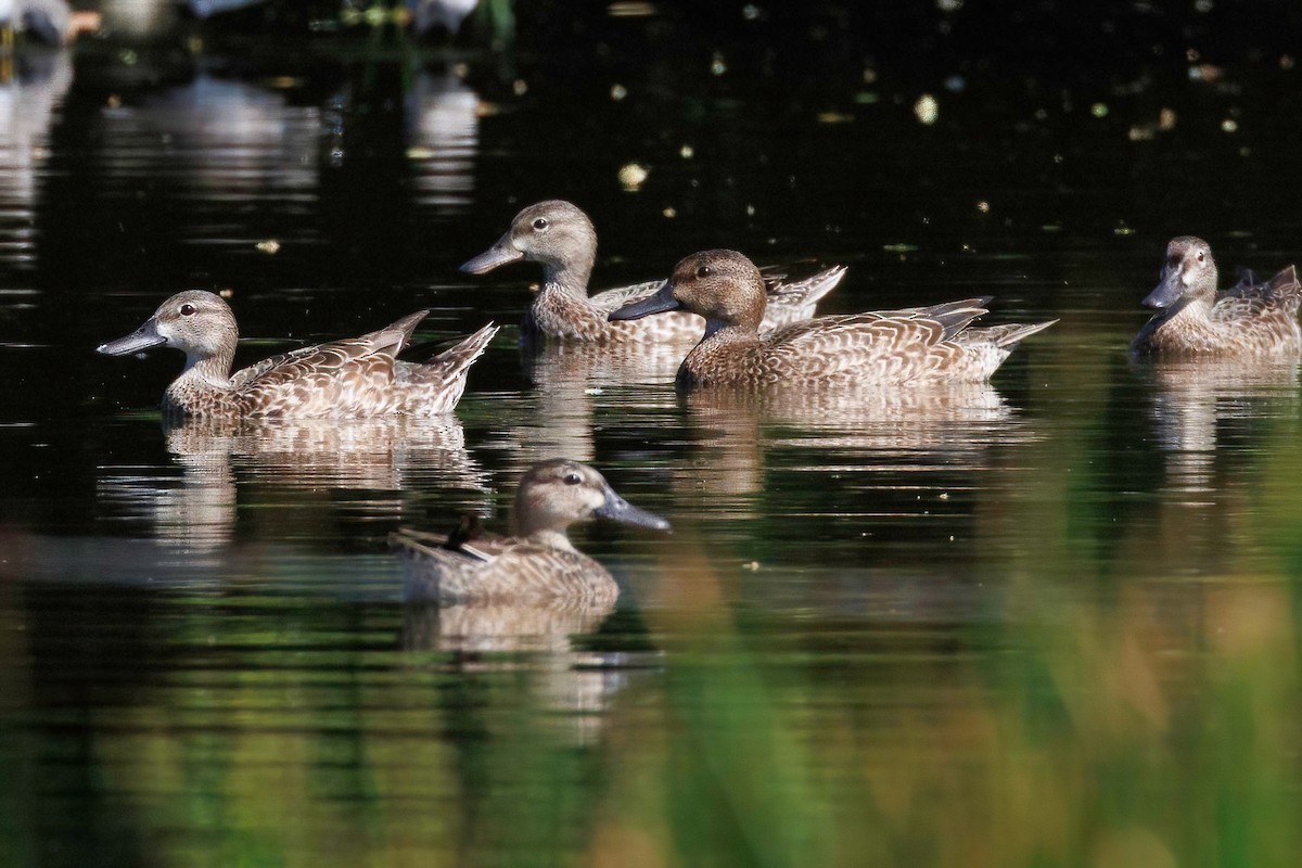 Green-winged Teal - ML613133149