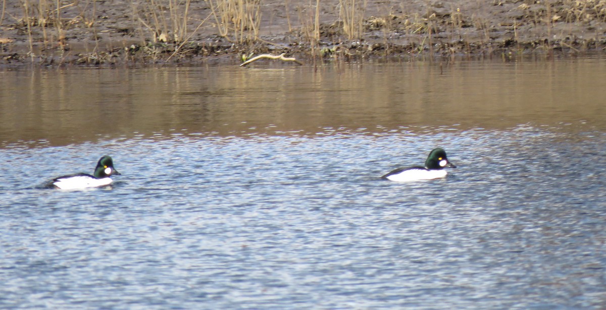 eBird Checklist 5 Jan 2024 Pynchon Point Park, Agawam 5 species