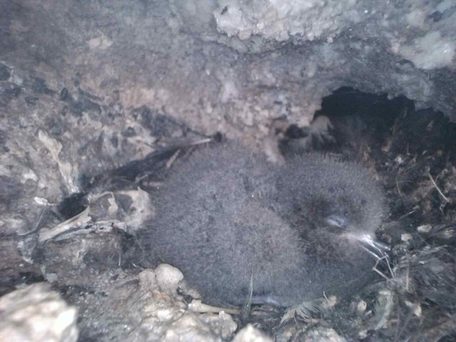 Chick in nest under 14 days old.&nbsp; - Markham's Storm-Petrel - 