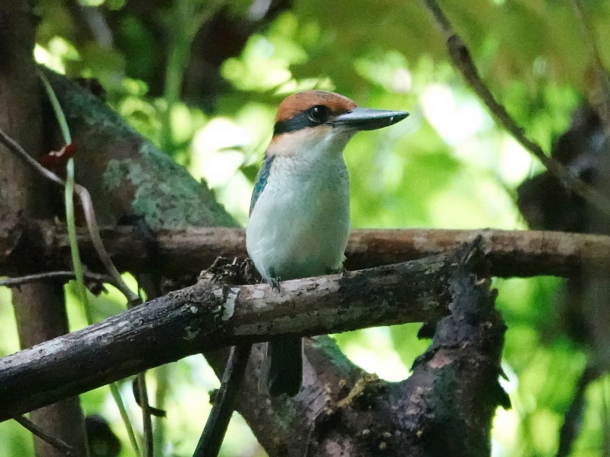 Palau Kingfisher - ML613133416