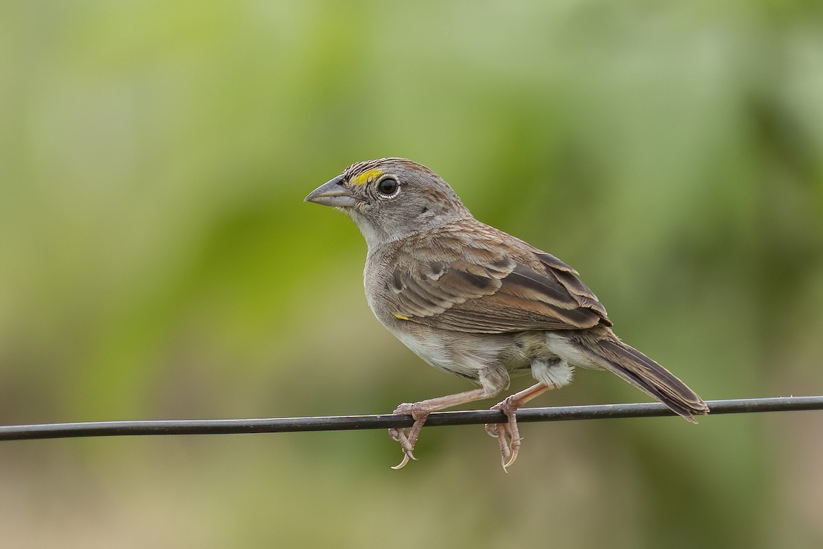 Grassland Sparrow - Luiz Matos