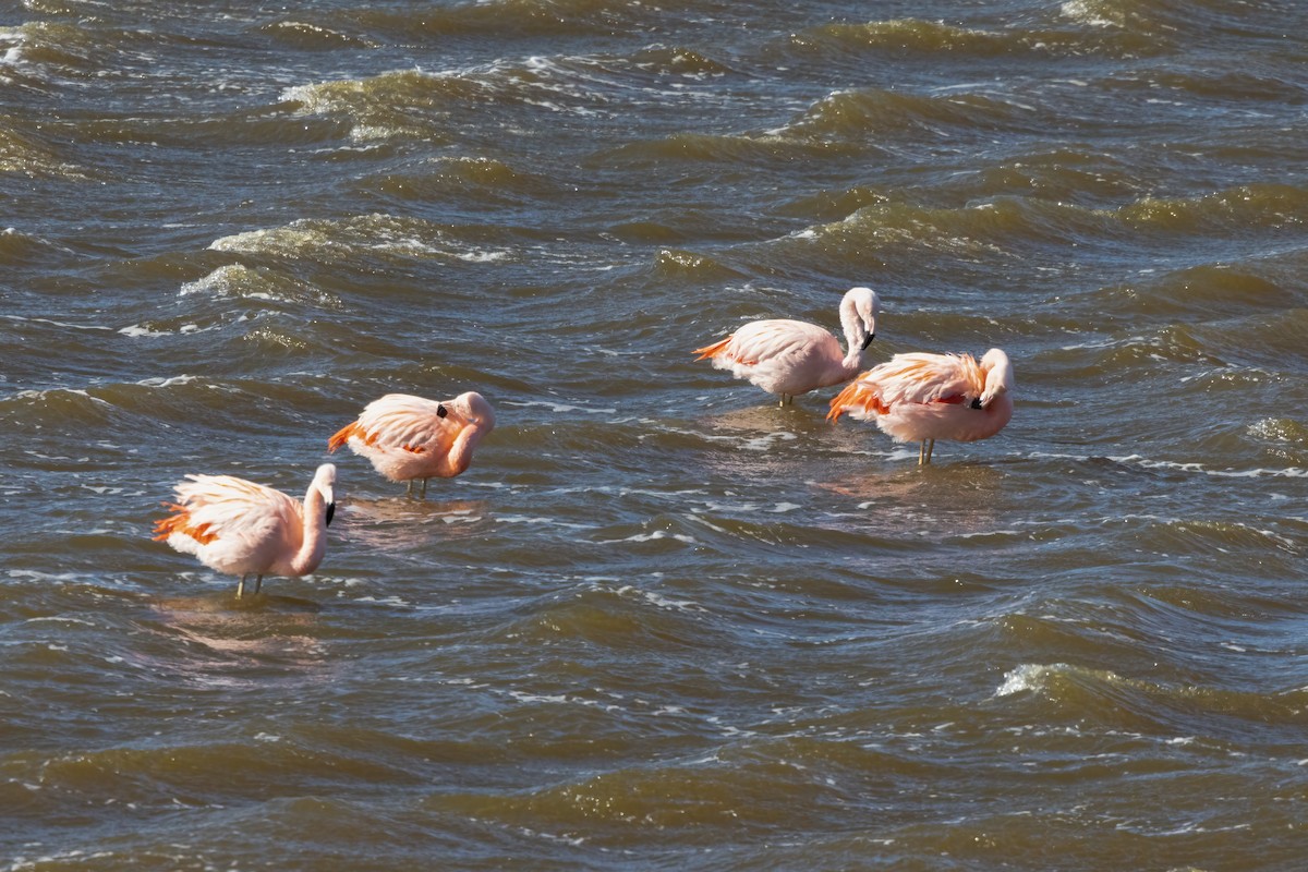 Şili Flamingosu - ML613133474
