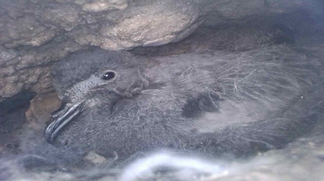 Chick in nest, 60 days old.&nbsp; - Markham's Storm-Petrel - 