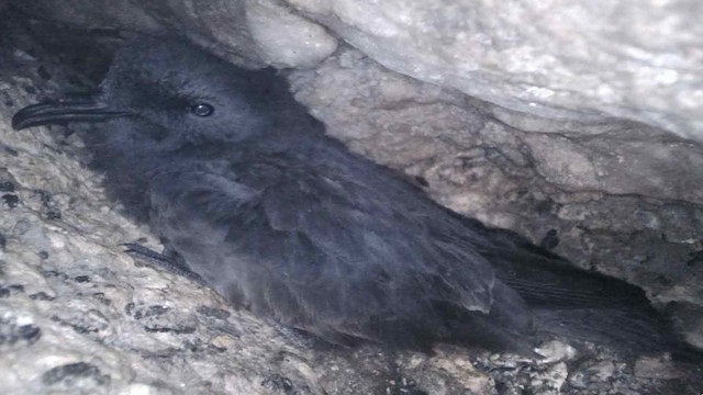 Chick in nest, 90-100 days old.&nbsp; - Markham's Storm-Petrel - 