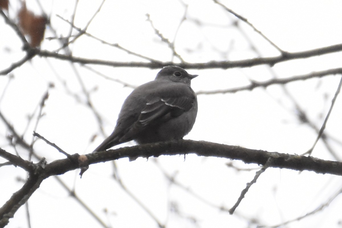 Townsend's Solitaire - ML613133940