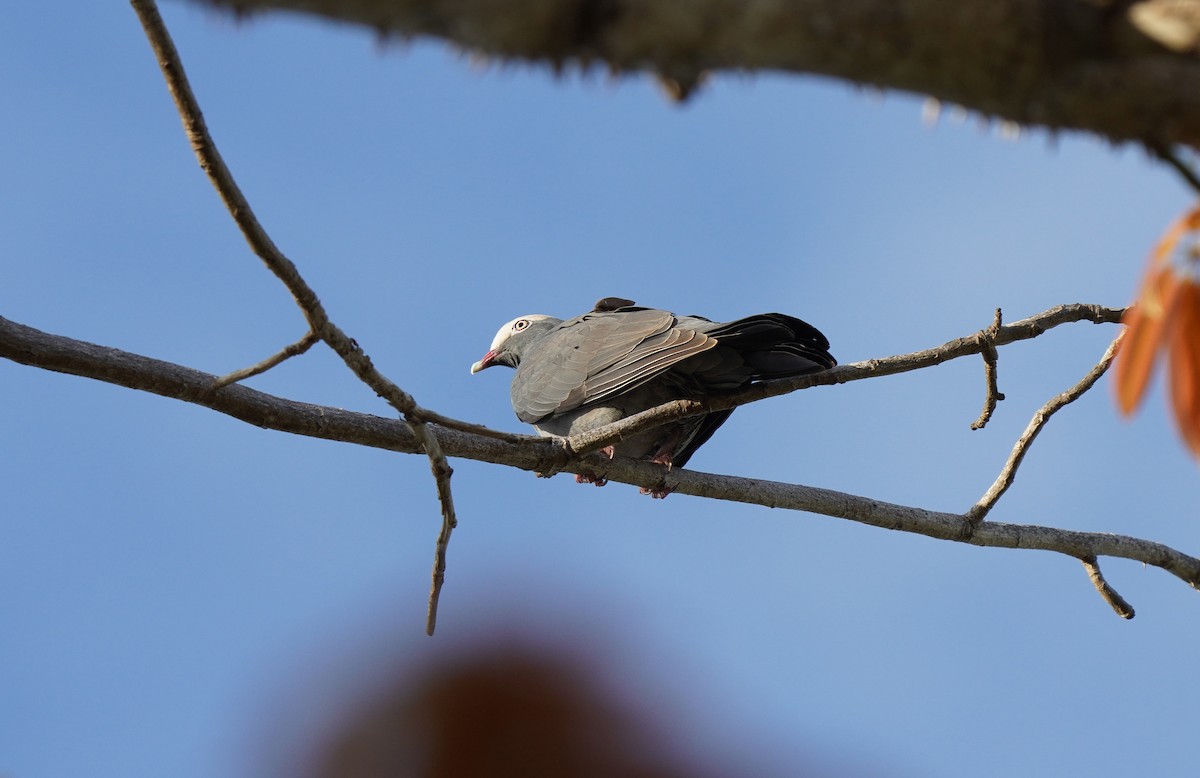 Pigeon à couronne blanche - ML613133955