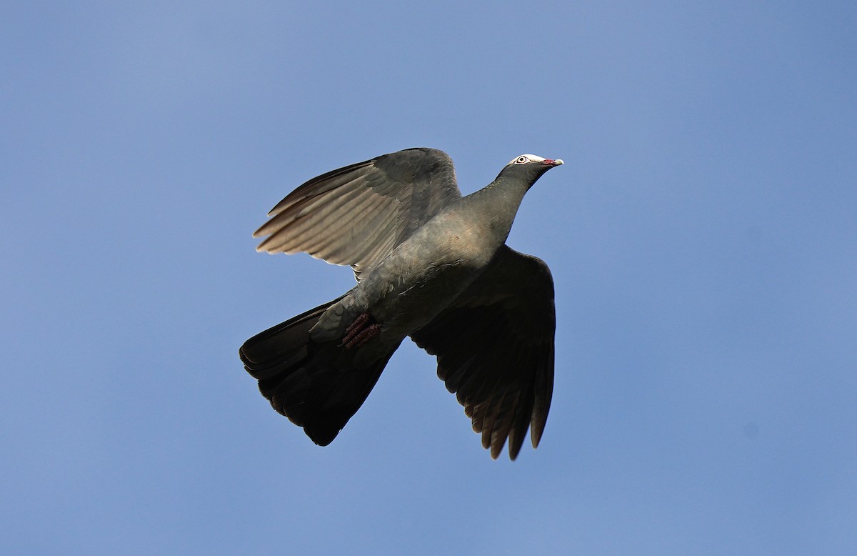 Pigeon à couronne blanche - ML613133956
