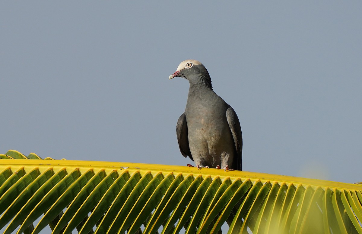 White-crowned Pigeon - ML613133957