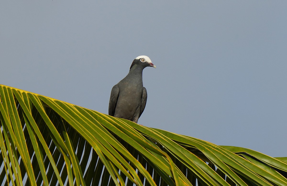 White-crowned Pigeon - ML613133958