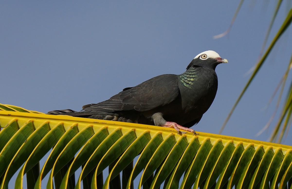 Pigeon à couronne blanche - ML613133959