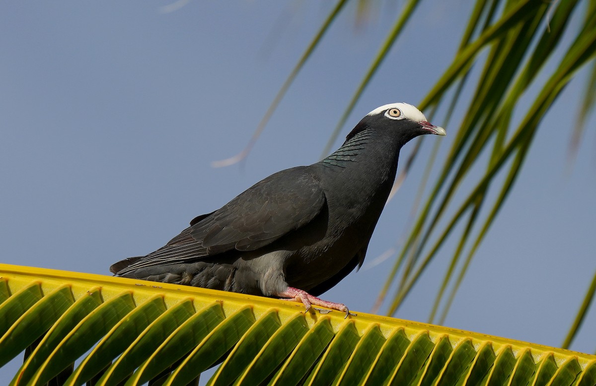 Pigeon à couronne blanche - ML613133960