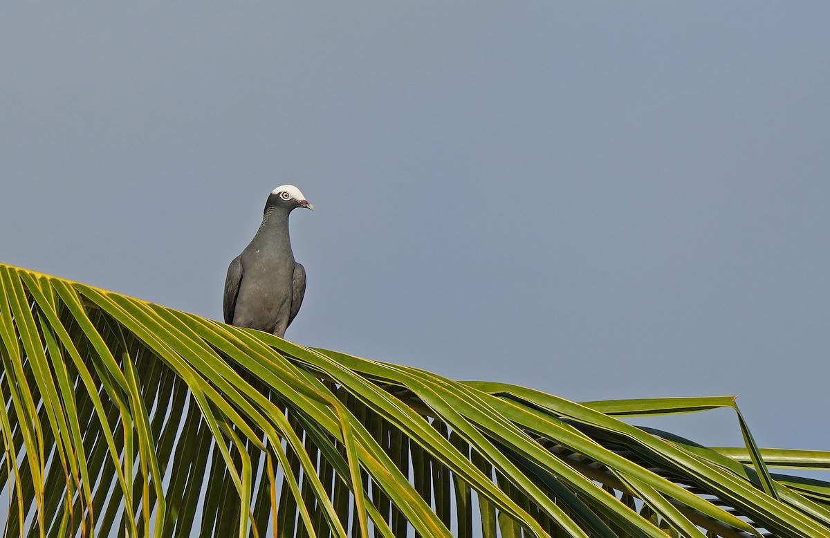 Pigeon à couronne blanche - ML613133961