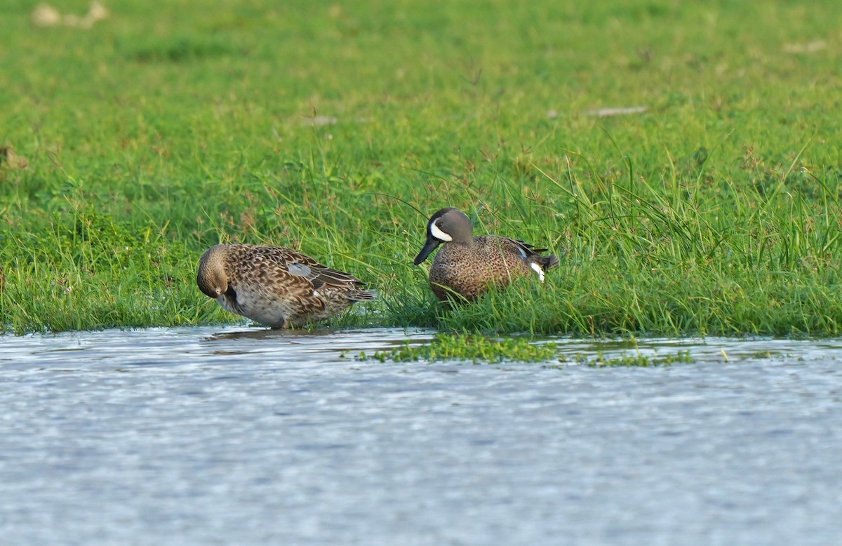 Blue-winged Teal - ML613134175