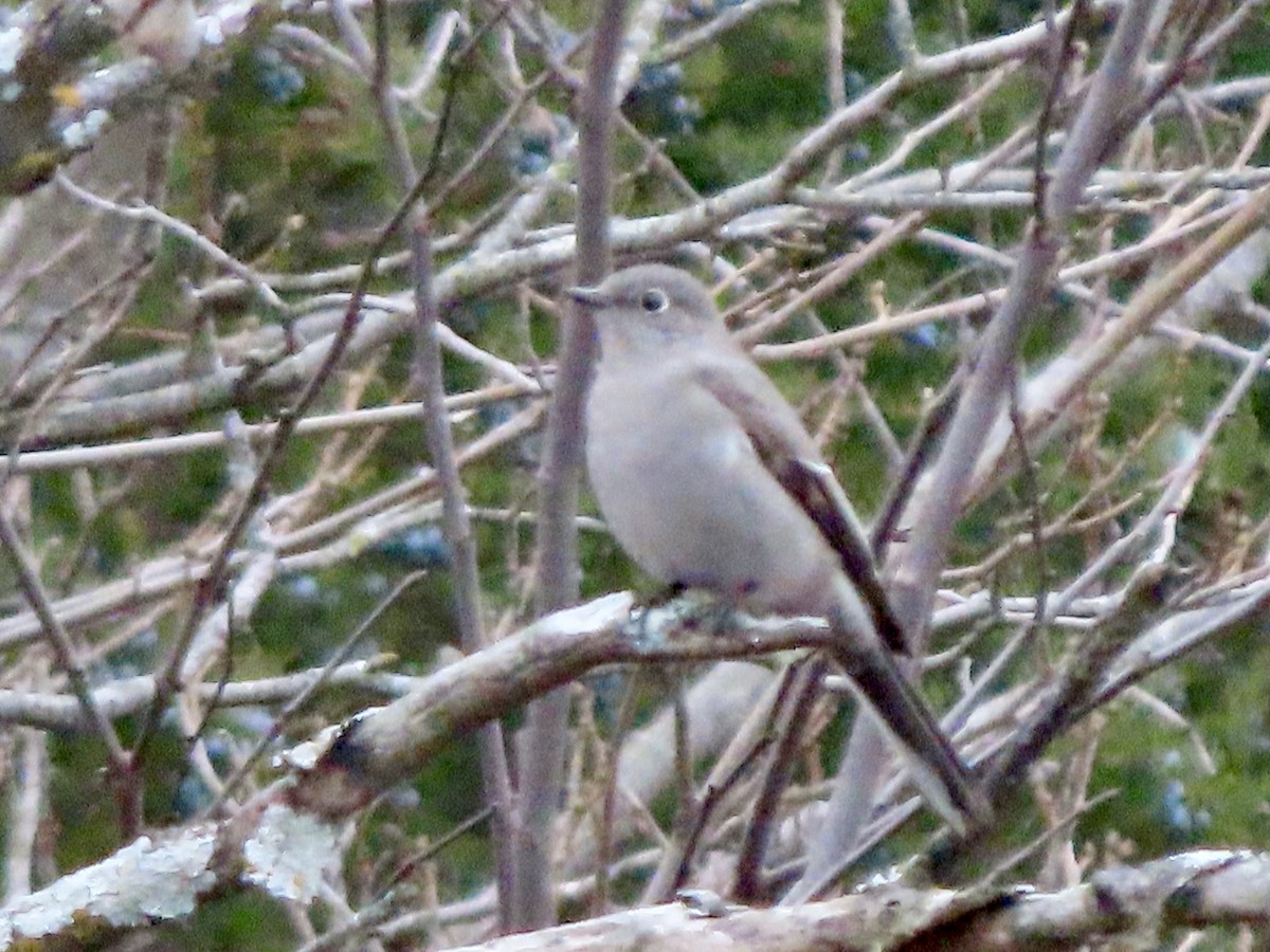 Townsend's Solitaire - Lisa Owens
