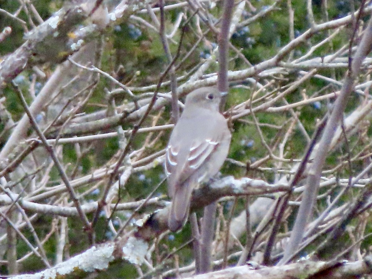 Townsend's Solitaire - ML613134373