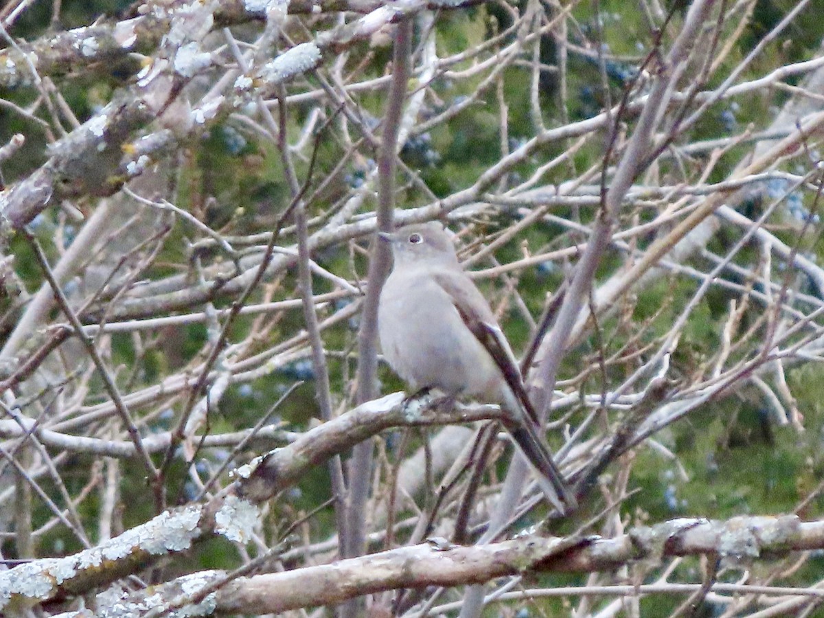Townsend's Solitaire - Lisa Owens