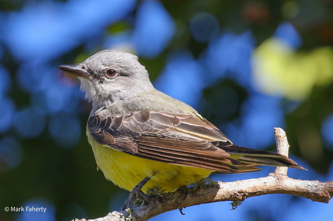 eBird Checklist 5 Jan 2024 Cape Cod National SeashoreSalt Pond