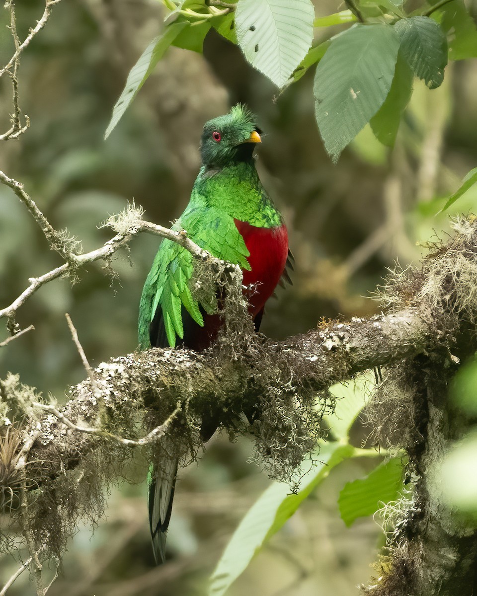 Crested Quetzal - ML613134390