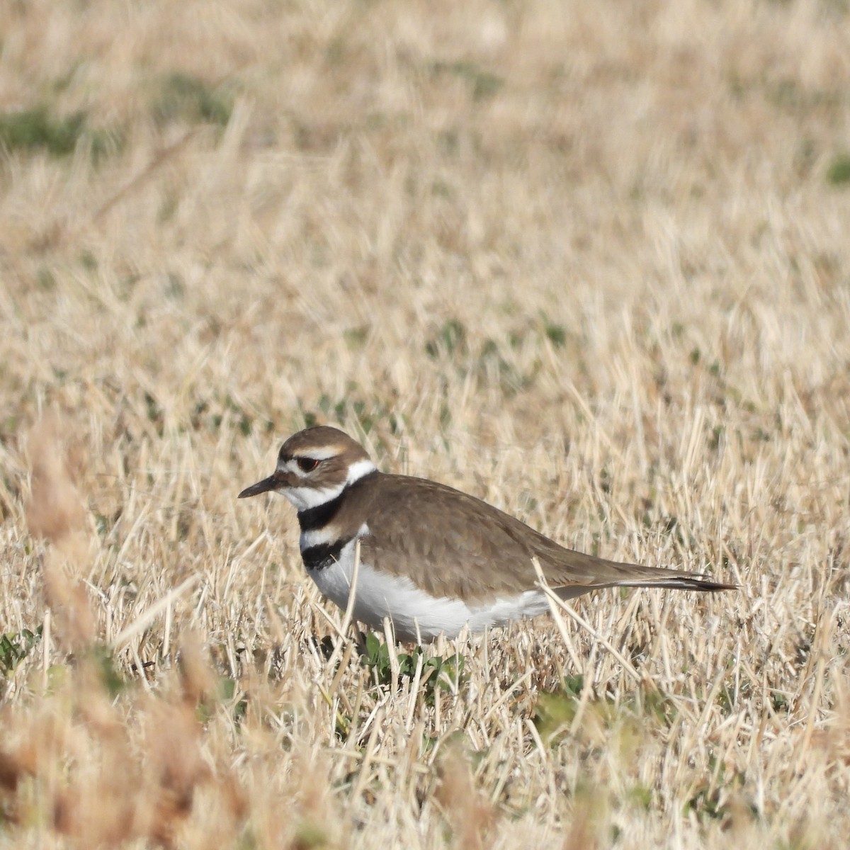 EBird Checklist 5 Jan 2024 31 56915 109 70977 12 Species   1200