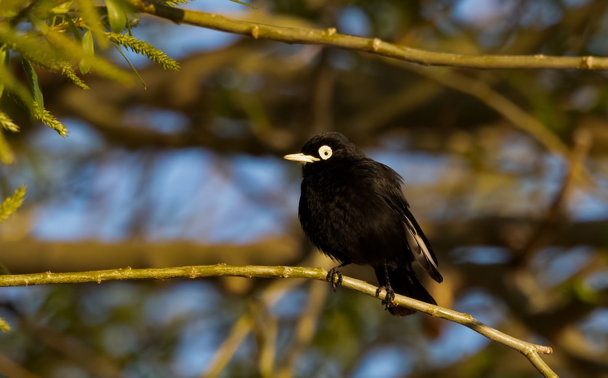 Spectacled Tyrant - ML613134873