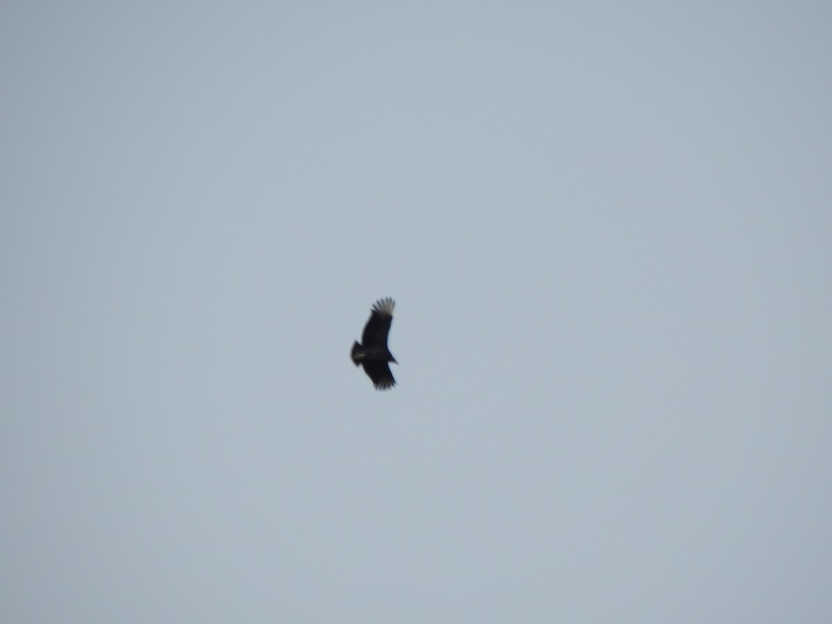 Black Vulture - ML613134998