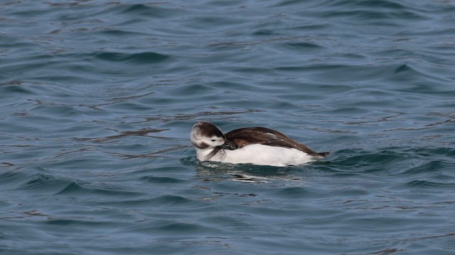 Long-tailed Duck - ML613135108