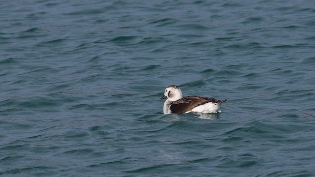 Long-tailed Duck - ML613135110