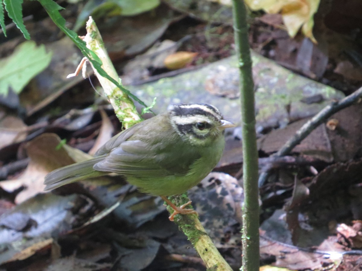 Costa Rican Warbler - ML613135496