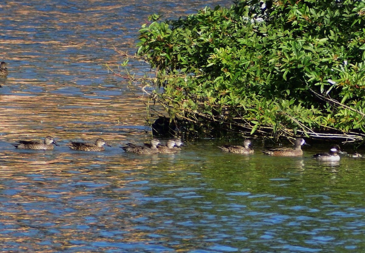 eBird Checklist 5 Jan 2024 Timber Pines, Spring Hill, Florida 32