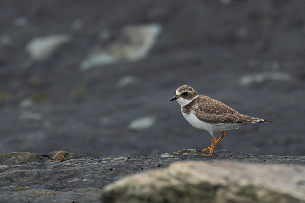 Semipalmated Plover - ML613135802