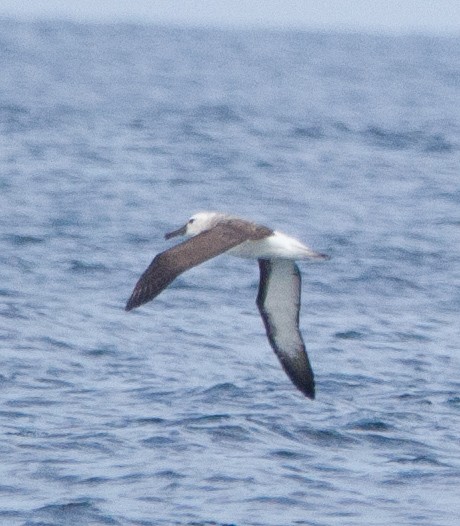 Albatros de Buller - ML613135980