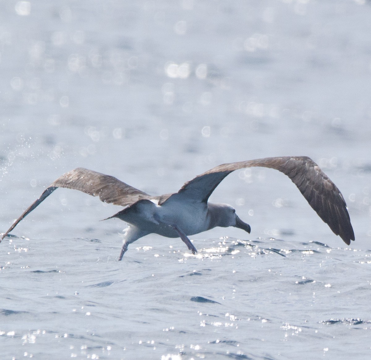 albatros snarský - ML613135982
