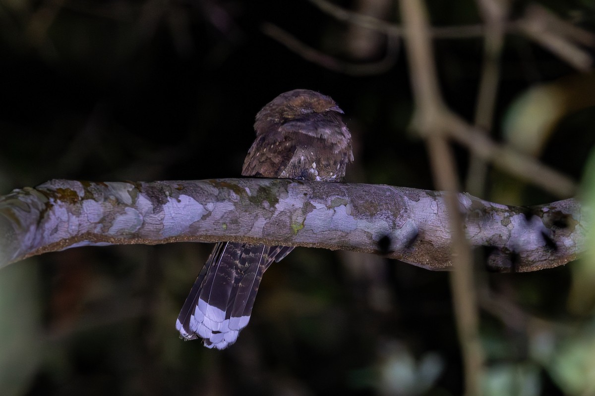 Ocellated Poorwill - ML613136162