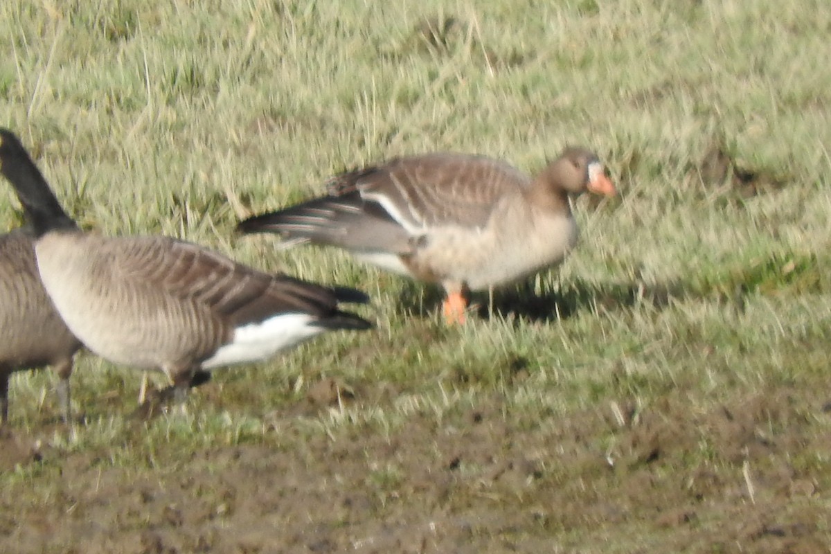 Greater White-fronted Goose - ML613136365