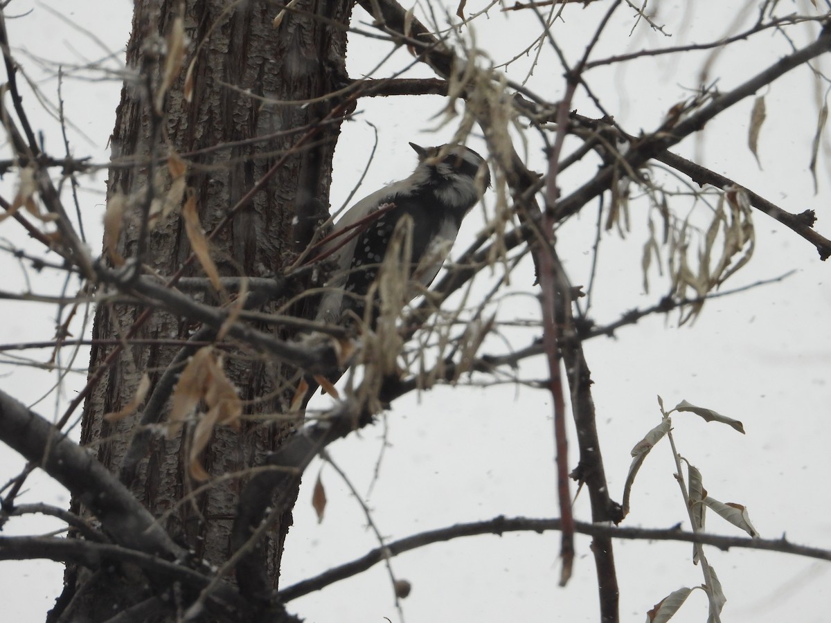 Downy Woodpecker (Rocky Mts.) - ML613136420