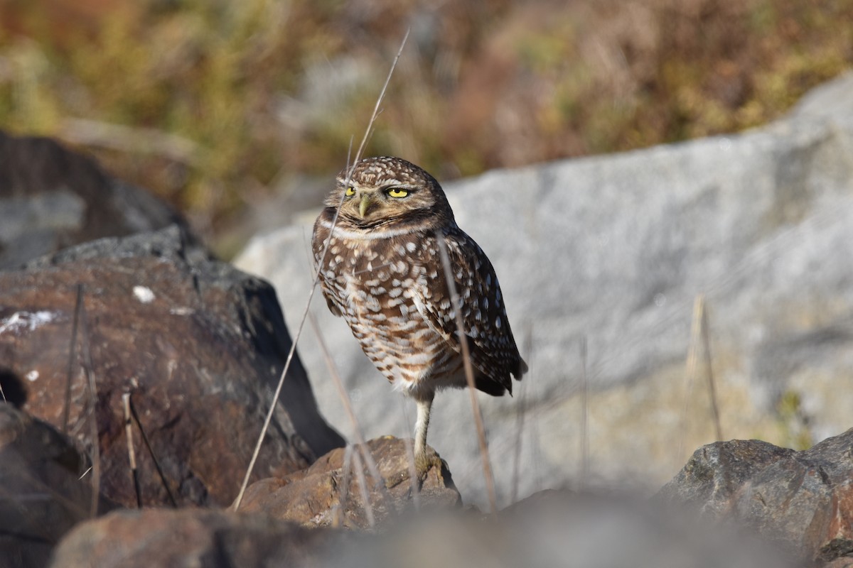 Burrowing Owl - ML613136574