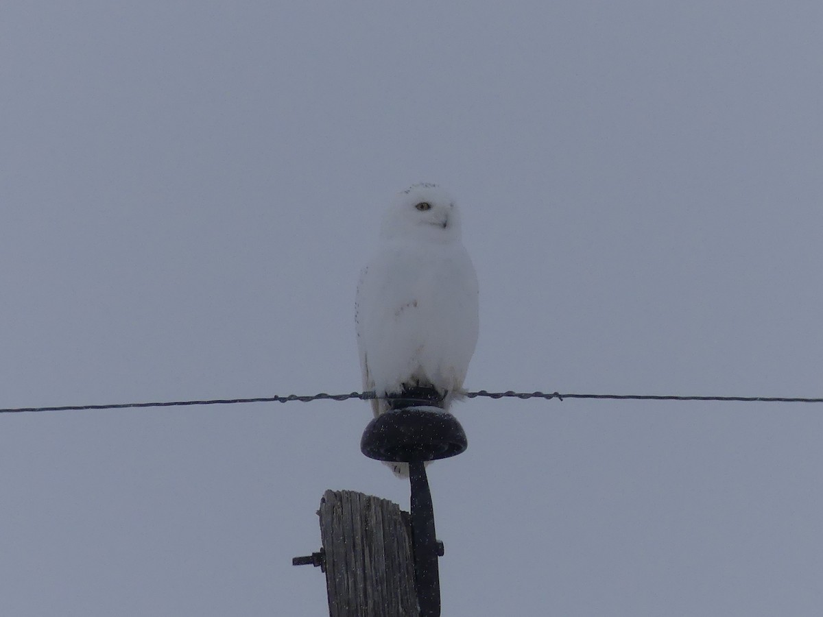 Snowy Owl - ML613136684