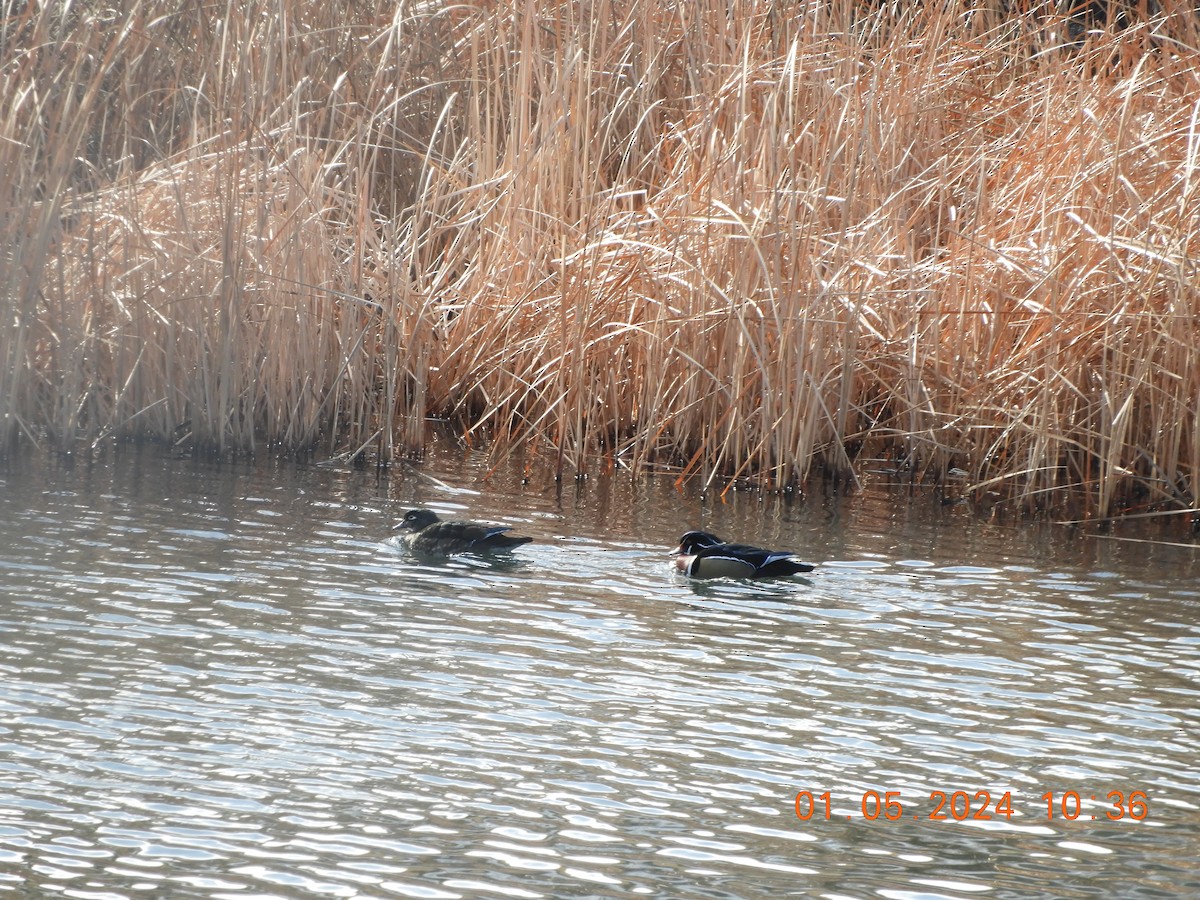 EBird Checklist 5 Jan 2024 Clear Creek Trail Golden To I 70 23   1200