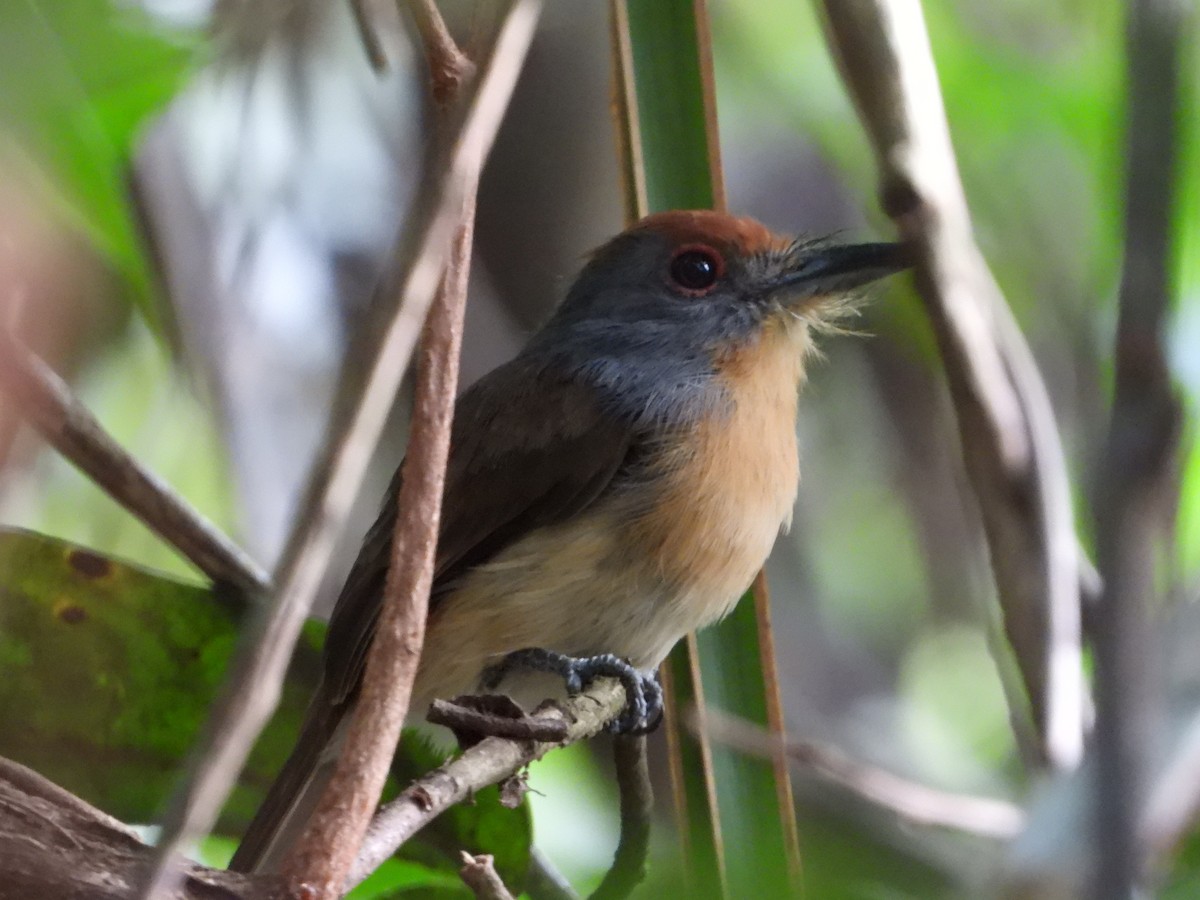 Rufous-capped Nunlet - ML613137029