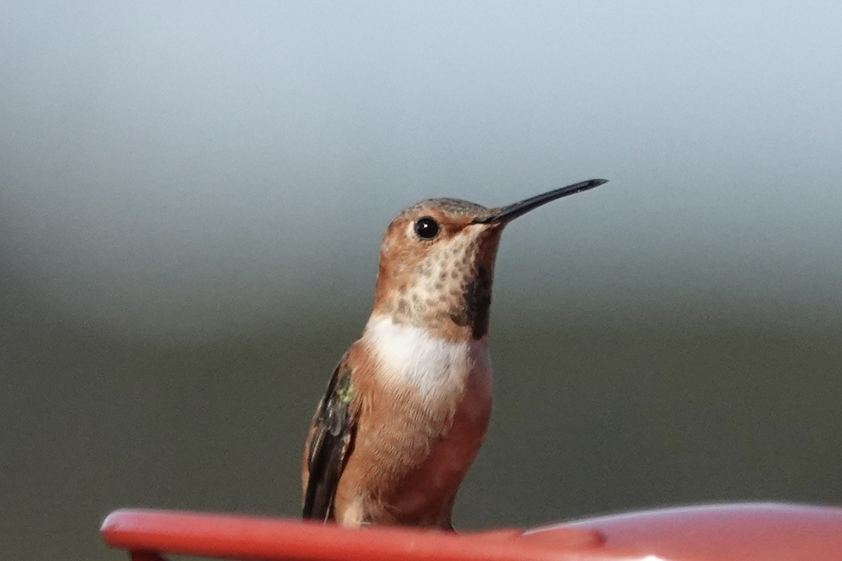 Rufous Hummingbird - ML613137120