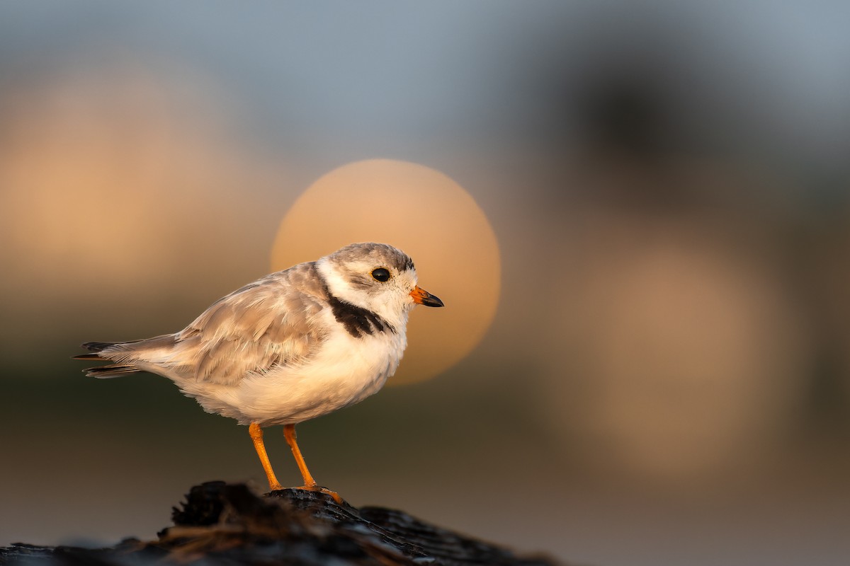 Piping Plover - ML613137337