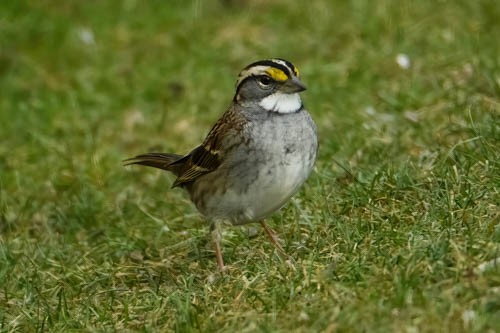 White-throated Sparrow - ML613137454