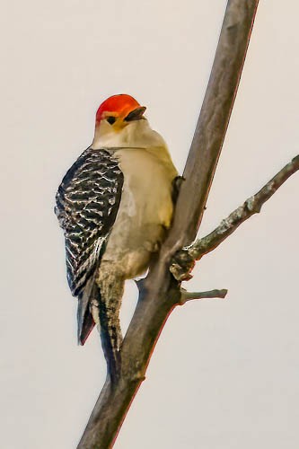 Red-bellied Woodpecker - ML613137477