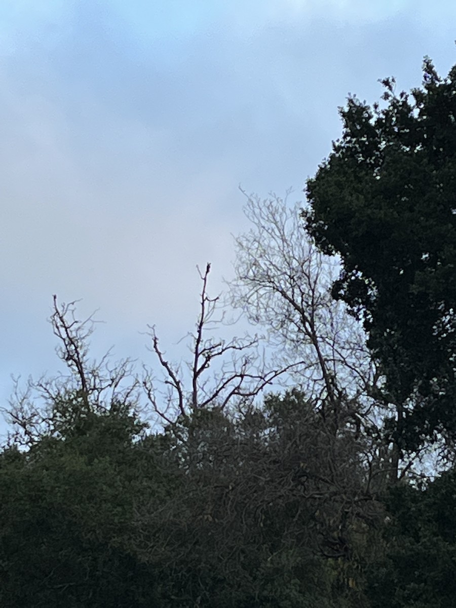 EBird Checklist 5 Jan 2024 Rancho Canada Del Oro OSP 5 Species   1200