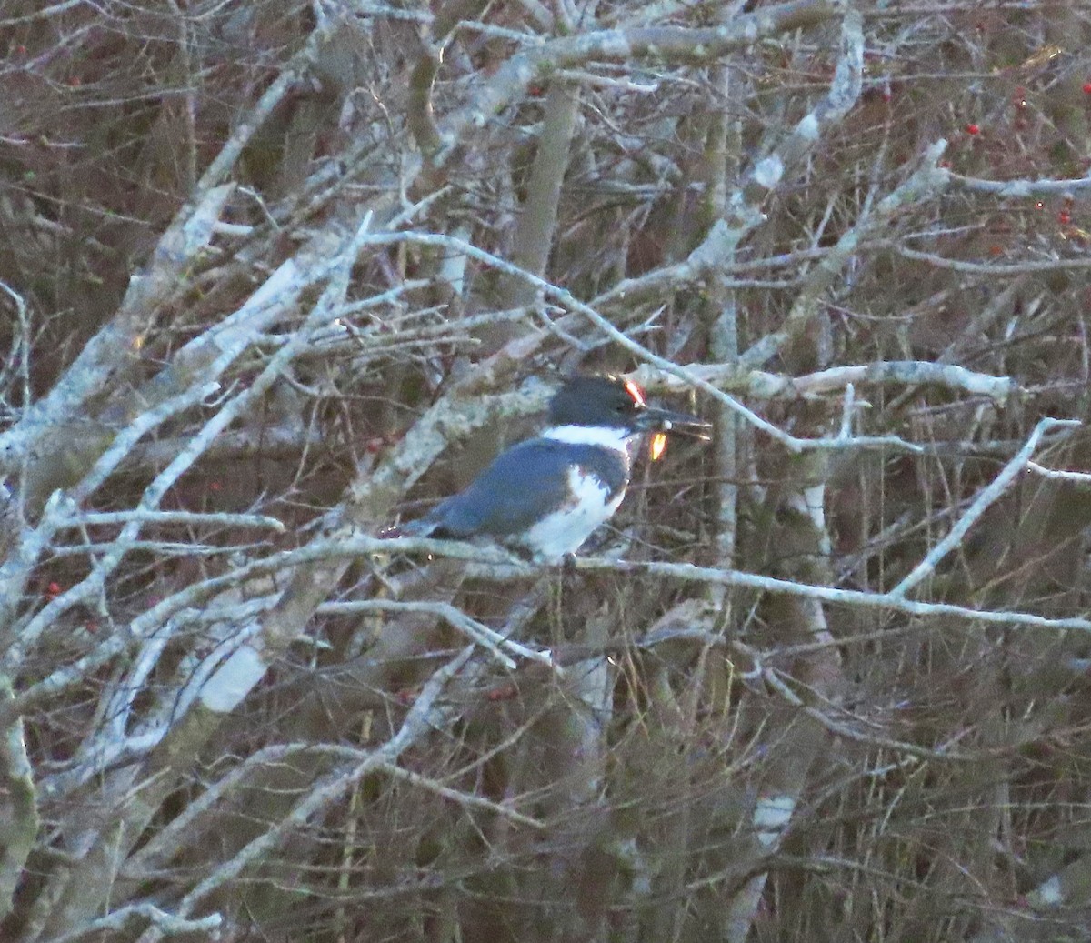 Belted Kingfisher - ML613137729