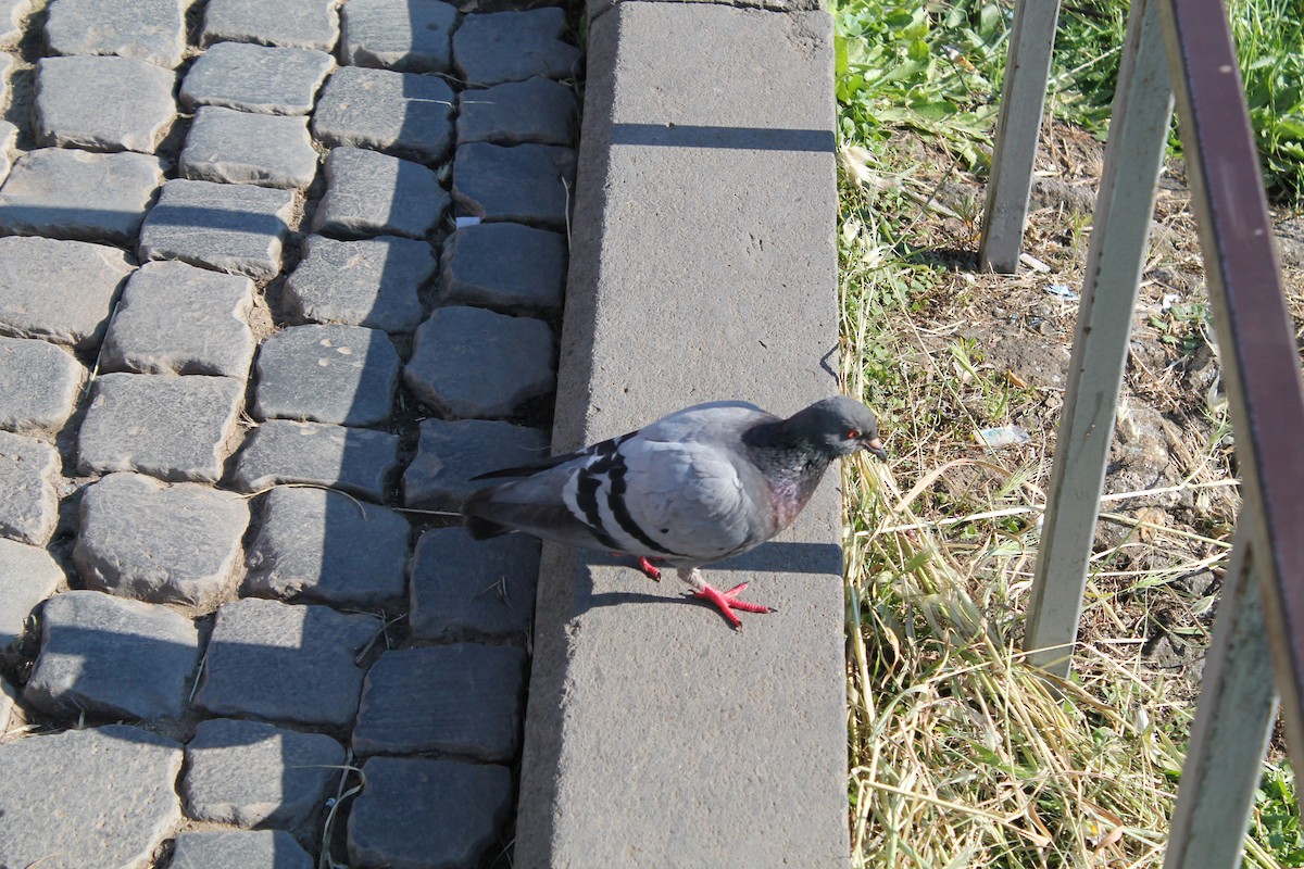 Rock Pigeon (Feral Pigeon) - ML613137939